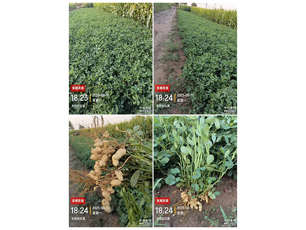 濰花25號(hào)生長記錄